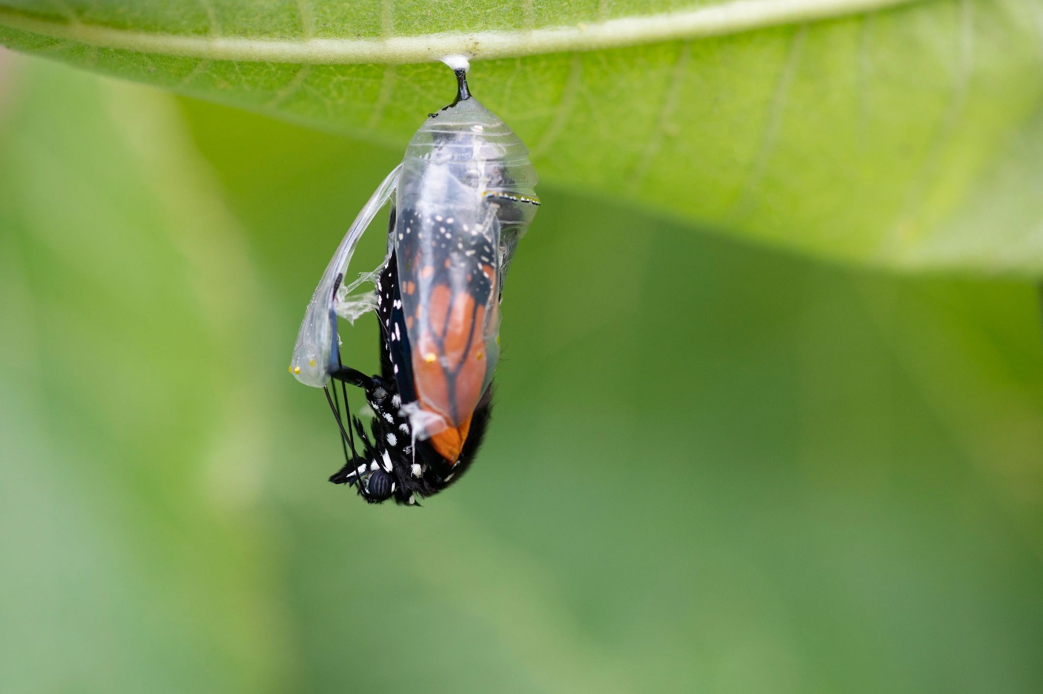 Butterfly emerging from a cocoon